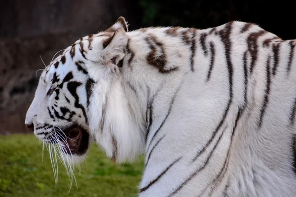 Tigre sauvage rayé blanc rare — Photo