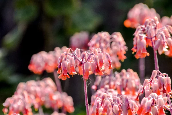 Blommande blomma bakgrund — Stockfoto