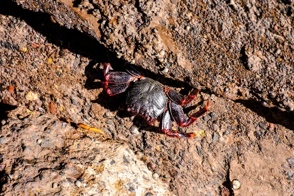 Granchio rosso animale marino — Foto Stock