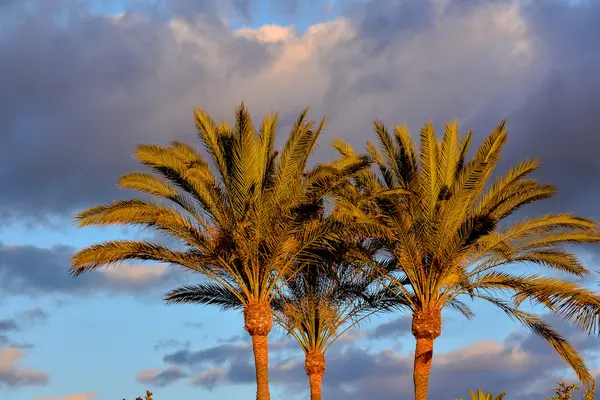 Green Palm Canarian Tree — Stock Photo, Image