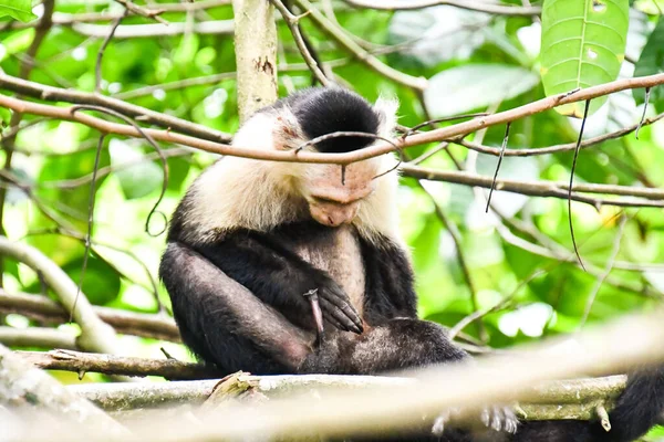 monkey in Arenal Volcano area in costa rica central america