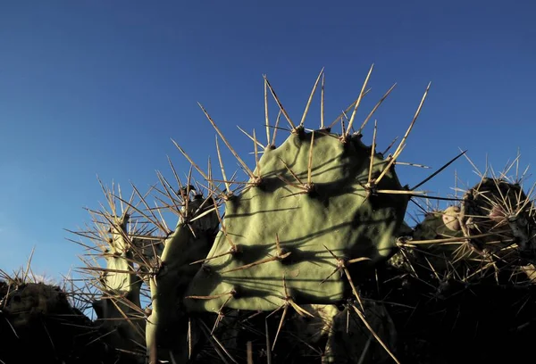 Green Prickly Pear Cactus Leaf in the Desert