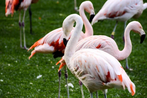 Photo Picture of Pink Animal Bird Wild Flamingo