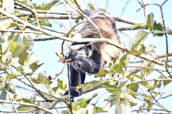 monkey in Arenal Volcano area in costa rica central america