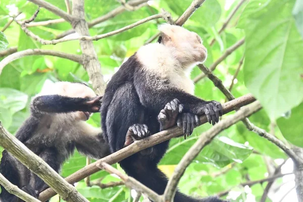 monkey in Arenal Volcano area in costa rica central america