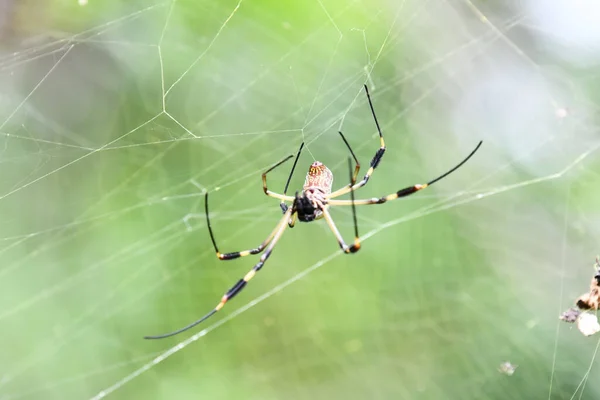 spider on a web, photo as a background, digital image