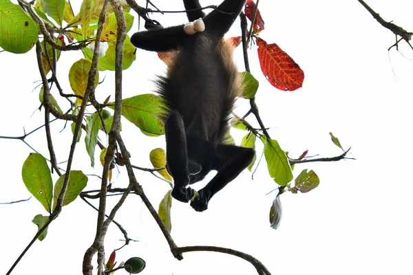 monkey in Arenal Volcano area in costa rica central america