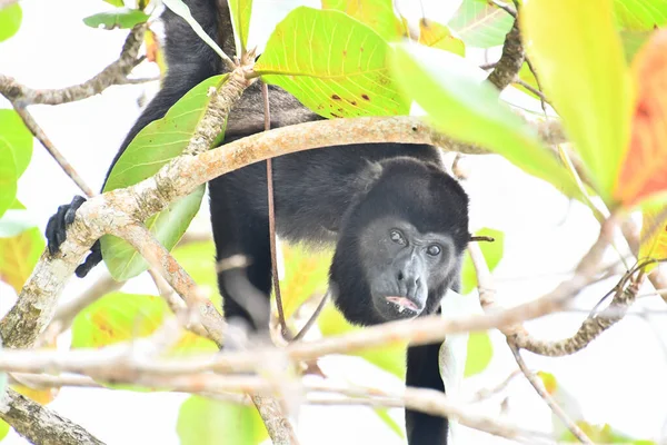 monkey in Arenal Volcano area in costa rica central america