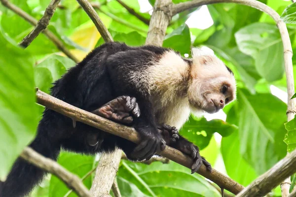 monkey in Arenal Volcano area in costa rica central america