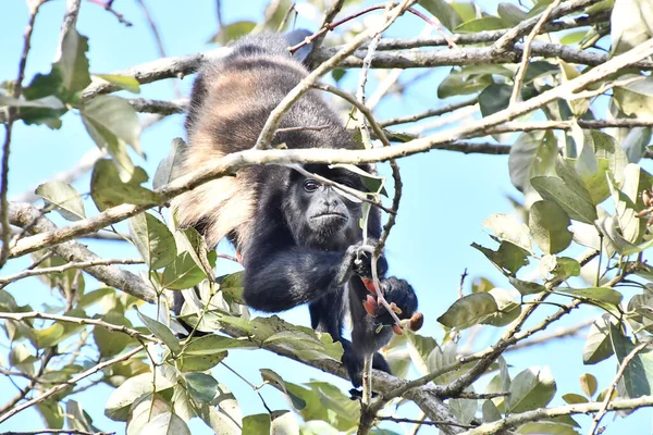 monkey in Arenal Volcano area in costa rica central america