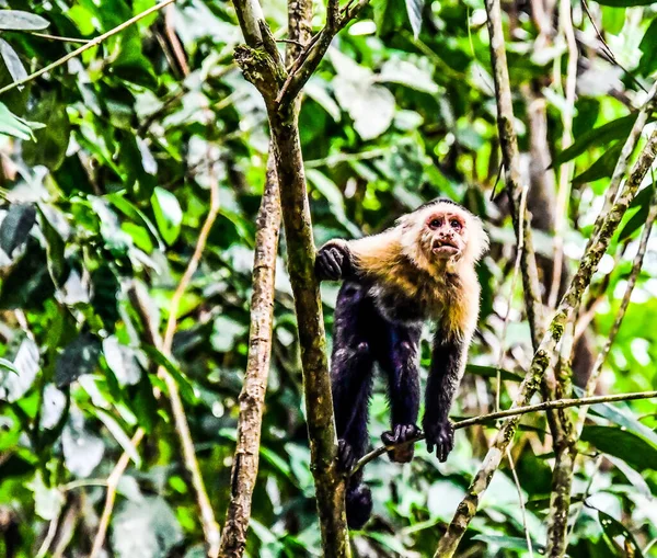 monkey in Arenal Volcano area in costa rica central america