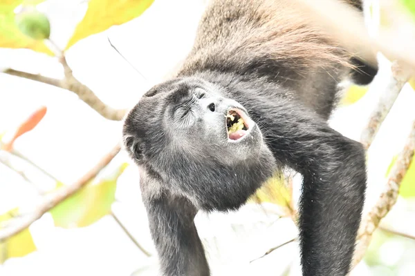 monkey in Arenal Volcano area in costa rica central america