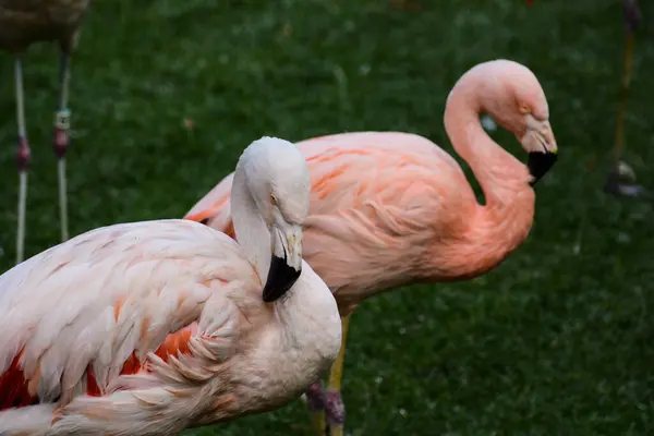 Photo Picture of Pink Animal Bird Wild Flamingo