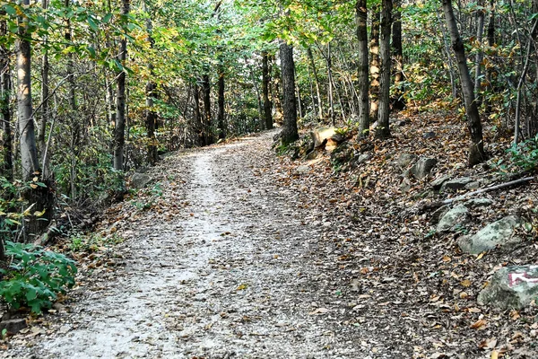 path in forest, beautiful photo digital picture