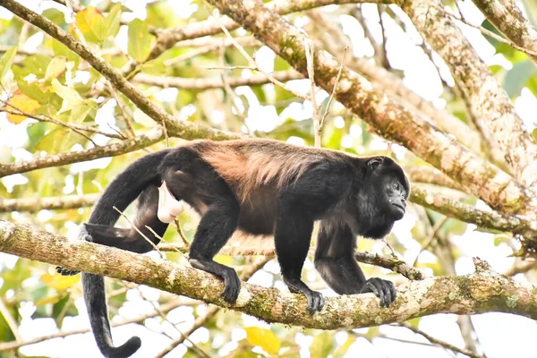 monkey in Arenal Volcano area in costa rica central america