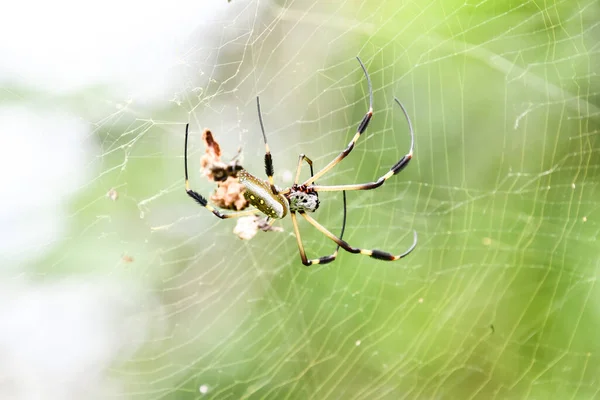 spider on web, photo as a background, digital image