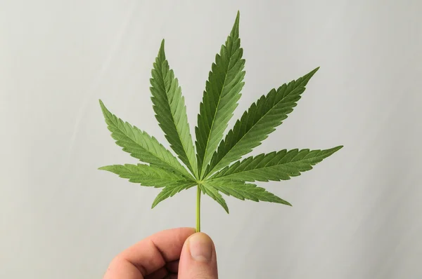 Cannabis leaf — Stockfoto