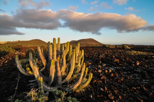 Cactus en el desierto —  Fotos de Stock