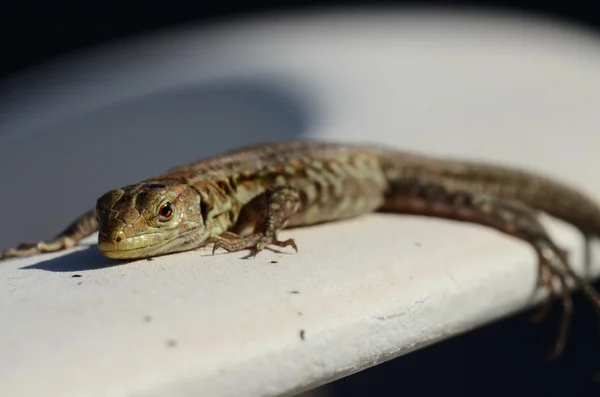 Macro de pequeno lagarto — Fotografia de Stock