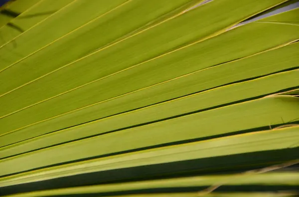 Texturer av gröna palmblad — Stockfoto
