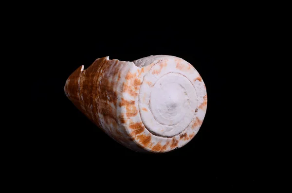 分離したホタテ貝殻 — ストック写真