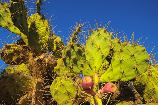 Gröna fikonkaktus kaktusar blad — Stockfoto