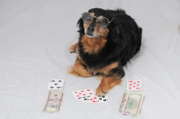 Poker Dog — Stock fotografie