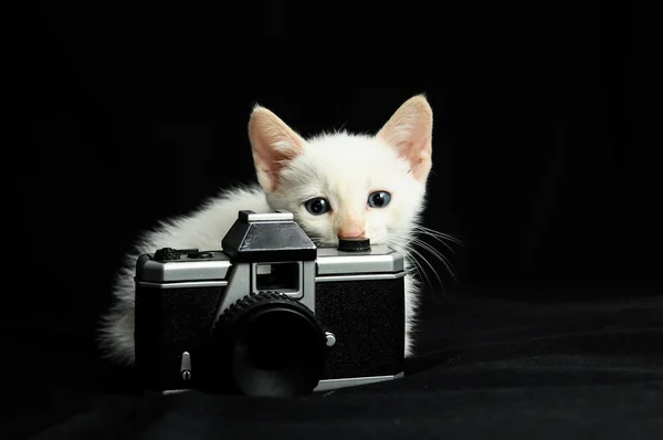 Witte jonge baby kat — Stockfoto