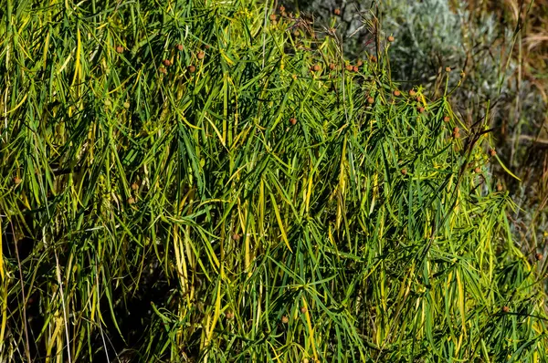 Texture Grass — Stock Photo, Image