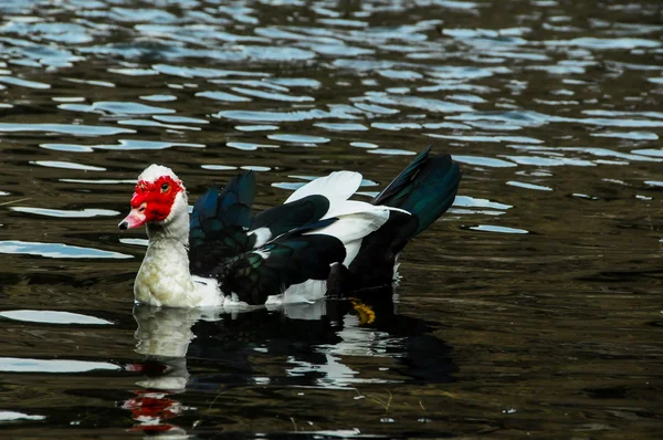 Moscovia pato natación —  Fotos de Stock