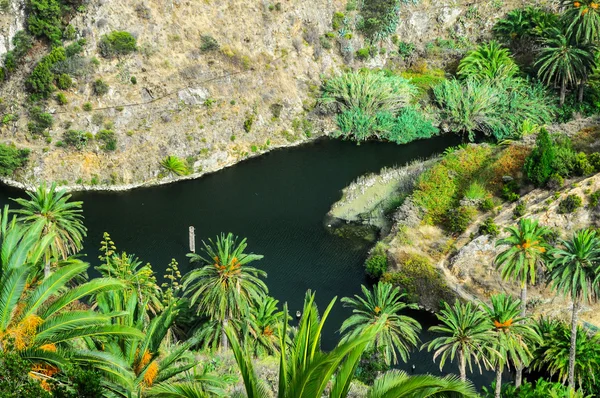 Tropical Canarian Green Palm and lake — Stock Photo, Image
