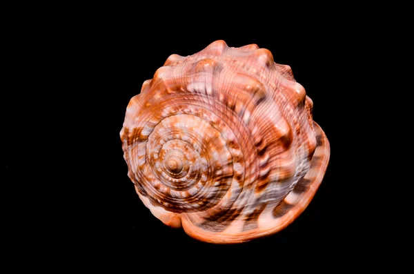 Orange Conch Sea Shell — Stock Photo, Image