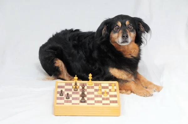 Smart Dog giocare a scacchi — Foto Stock