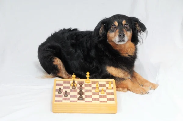 Chien intelligent jouant aux échecs — Photo