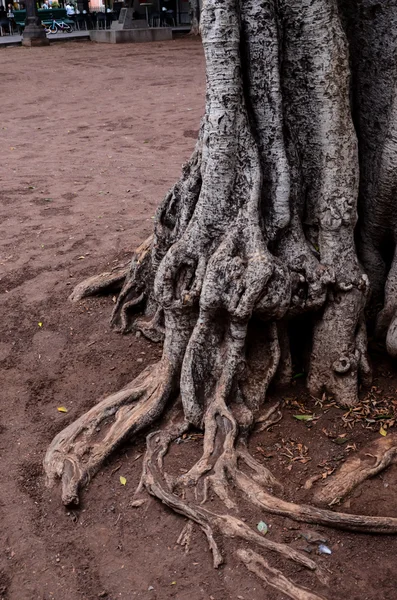 Root of the Tree — Stock Photo, Image