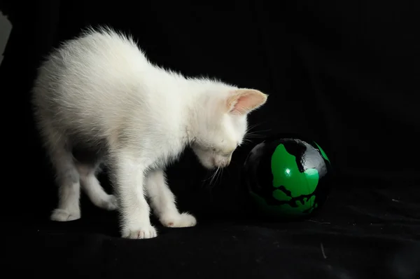 Blanco joven bebé gato —  Fotos de Stock