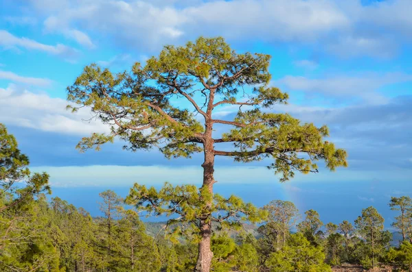 Çam ormanlarının — Stok fotoğraf