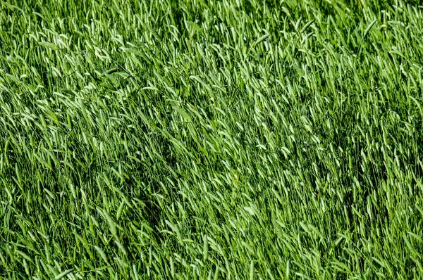 Texture Grass — Stock Photo, Image