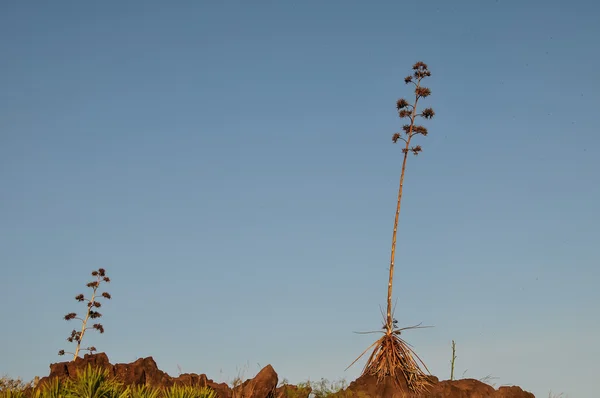 Green Agave Flowers — Stock Photo, Image