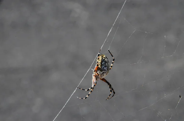 Pavouk a web — Stock fotografie