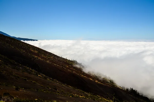 Nubes altas sobre árboles de conos de pino Bosque —  Fotos de Stock