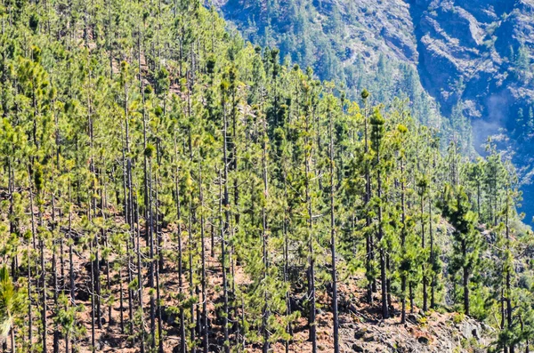 Bosque de madera de pino muy alto — Foto de Stock