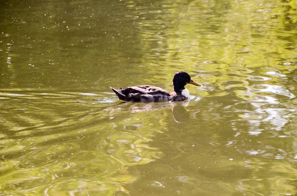 Natación de pato — Foto de Stock