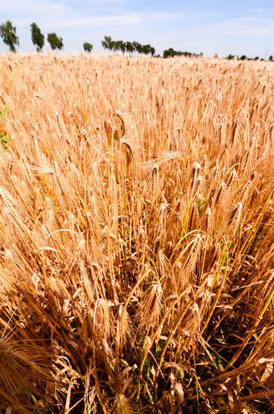 Campo de trigo texturizado —  Fotos de Stock