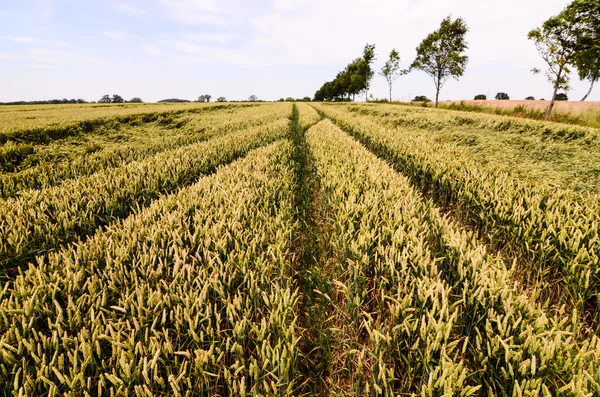 Getextureerde tarweveld — Stockfoto