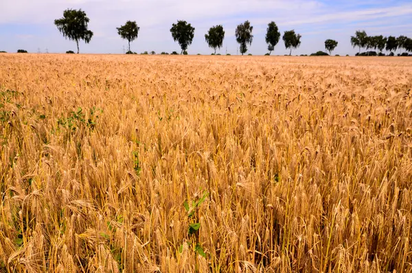 Campo de trigo texturizado —  Fotos de Stock