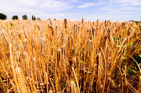 Campo de trigo texturizado —  Fotos de Stock