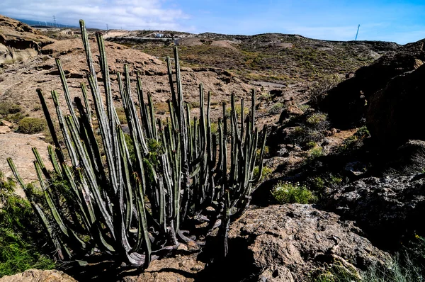 Trockene Landschaft — Stockfoto