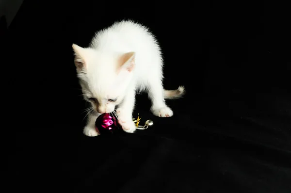 แมวเด็กสีขาว — ภาพถ่ายสต็อก