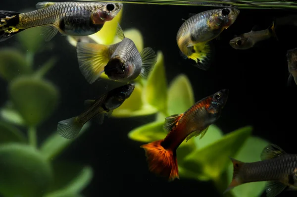 Guppy bunte Fische — Stockfoto